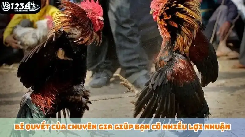Bí quyết của chuyên gia giúp bạn có nhiều lợi nhuận