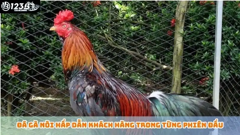 Đá gà nòi hấp dẫn khách hàng trong từng phiên đấu