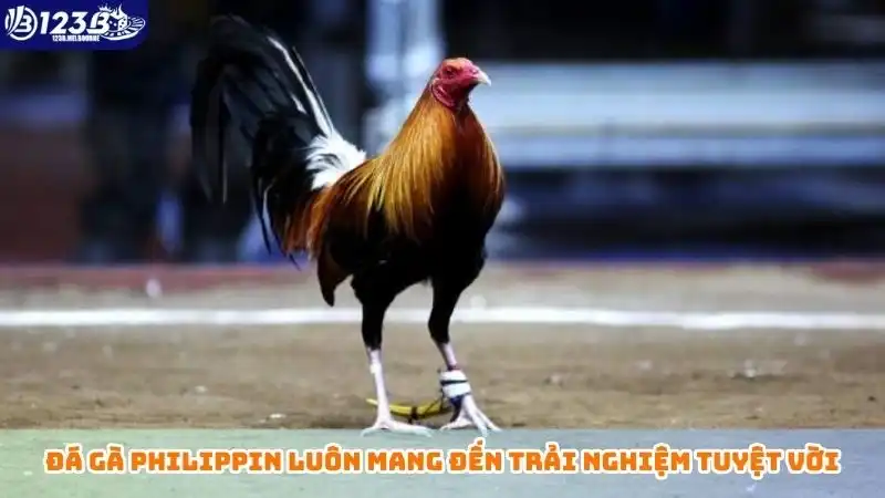 Đá gà Philippin luôn mang đến trải nghiệm tuyệt vời