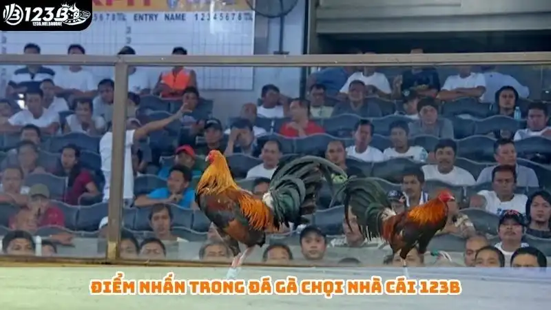 Điểm nhấn trong đá gà chọi nhà cái 123B