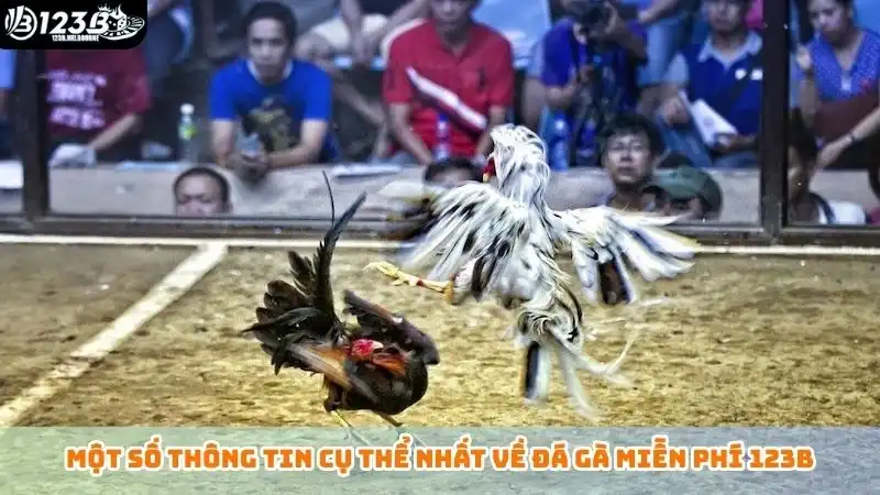Một số thông tin cụ thể nhất về đá gà miễn phí 123B