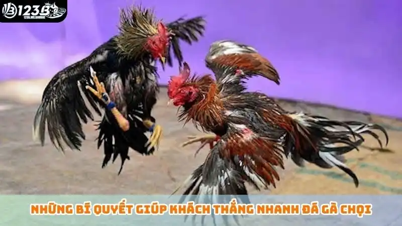 Những bí quyết giúp khách thắng nhanh đá gà chọi